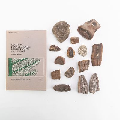 Leaf Fossil Collection. 13 piece leaf fossil fragment collection most likely from Illinois with 