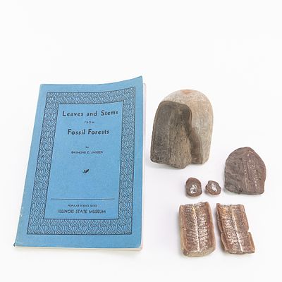 4 Leaf Fossil Fragments. 4 leaf fossil fragments from Illinois with the largest measuring 5" X 
