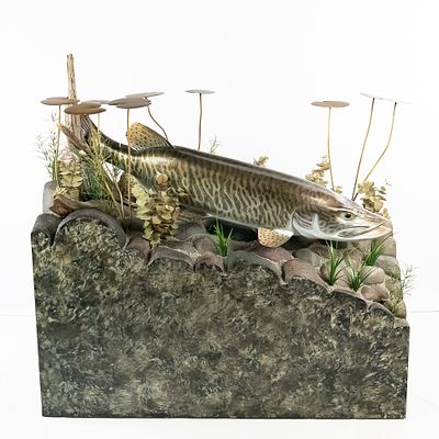 Trophy Size Mounted Muskie in Habitat. Wonderful taxidermy of a 54" Muskie (Muskellunge) mounted 