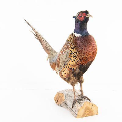 Taxidermy Ring-Necked Pheasant Mount. Male Ring-necked Pheasant taxidermy professionally mounted 