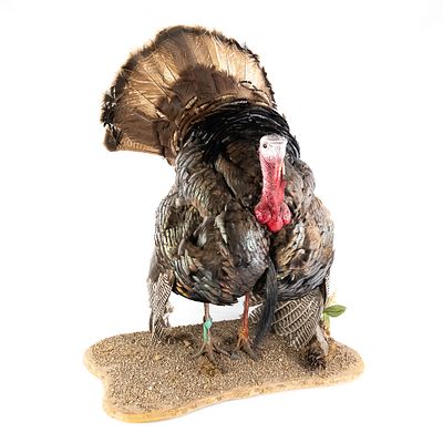 Full Strut Wild Turkey Taxidermy Mount. A full-body taxidermy mount of a mature Wild Turkey 