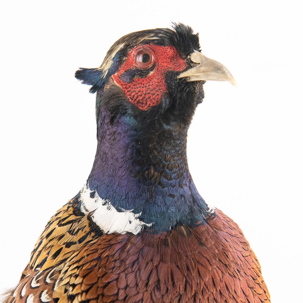 Taxidermy Ring-Necked Pheasant Mount