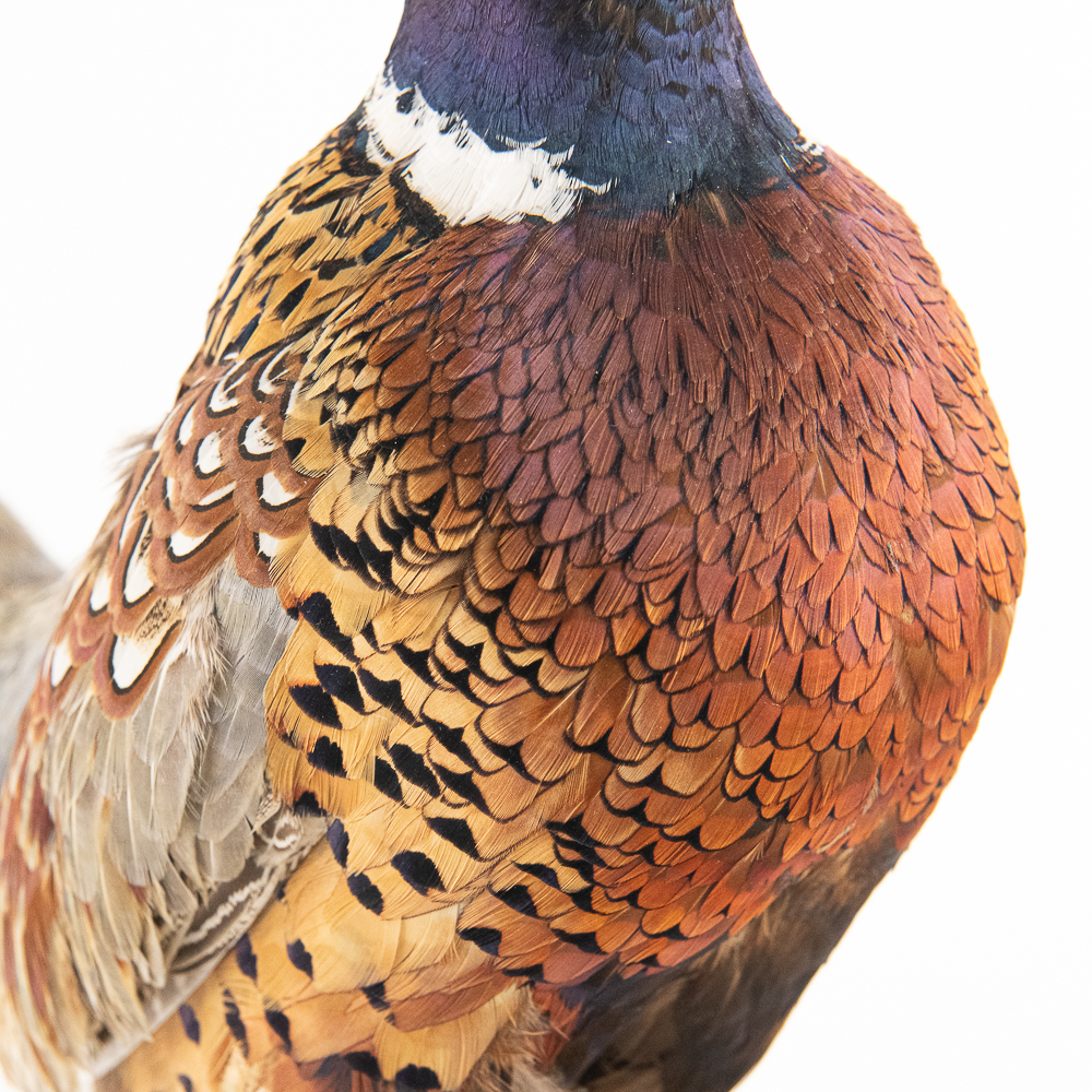 Taxidermy Ring-Necked Pheasant Mount