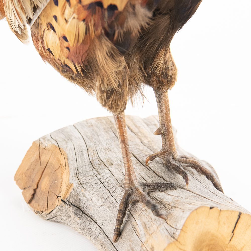 Taxidermy Ring-Necked Pheasant Mount