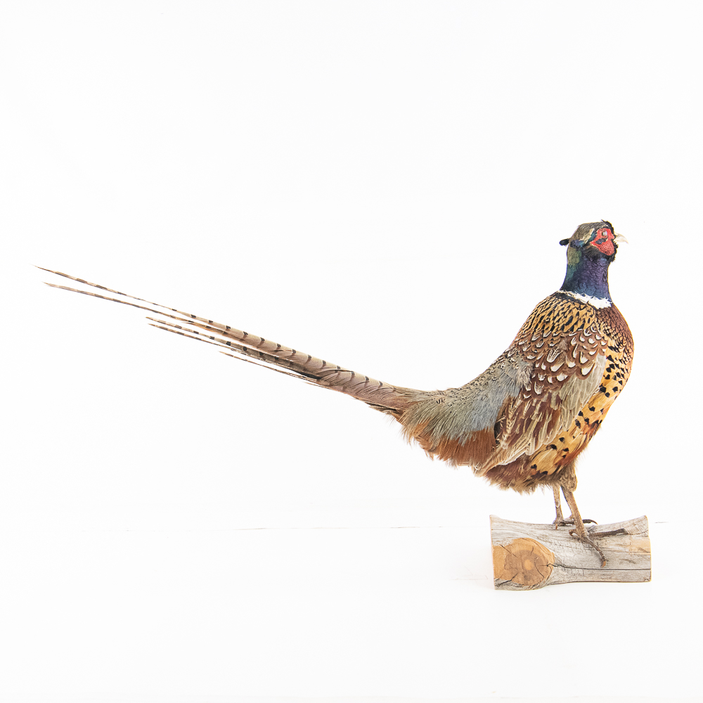 Taxidermy Ring-Necked Pheasant Mount
