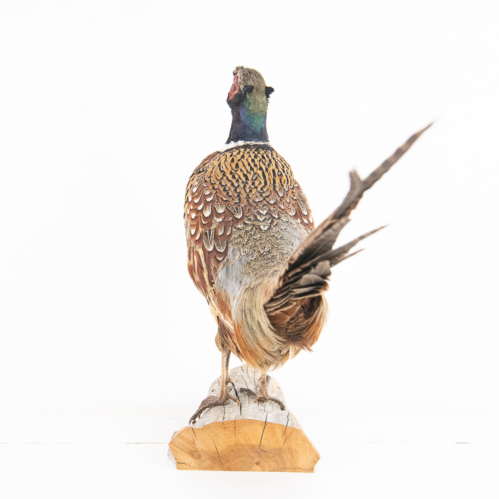 Taxidermy Ring-Necked Pheasant Mount