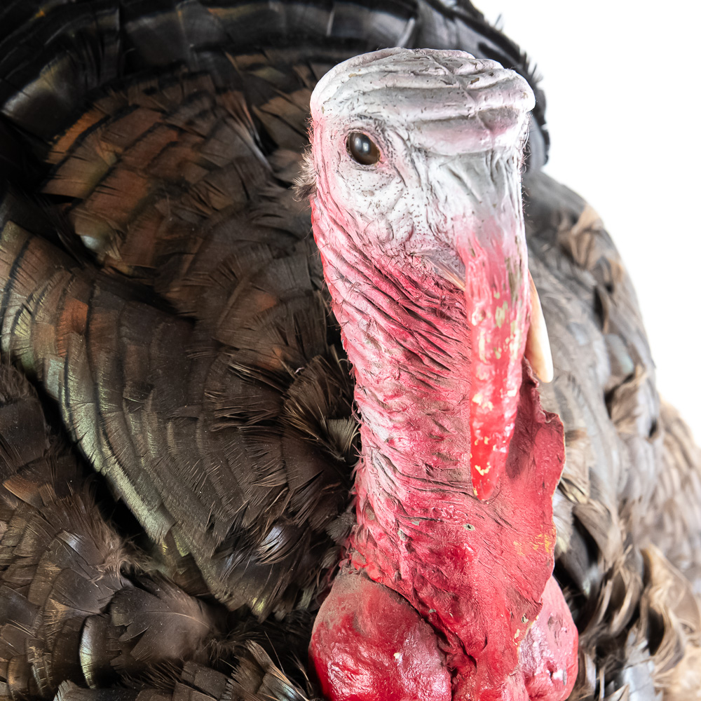 Full Strut Wild Turkey Taxidermy Mount