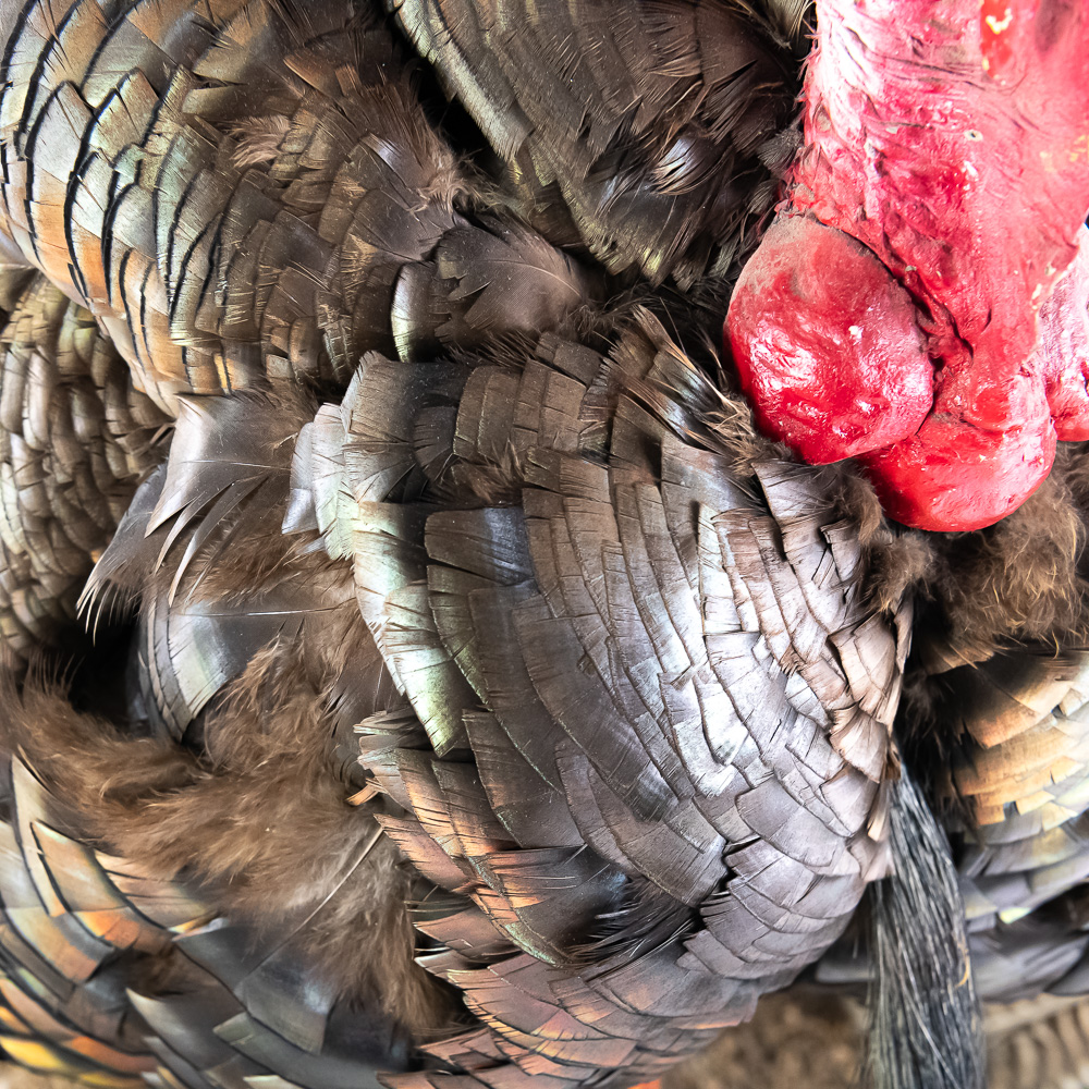 Full Strut Wild Turkey Taxidermy Mount