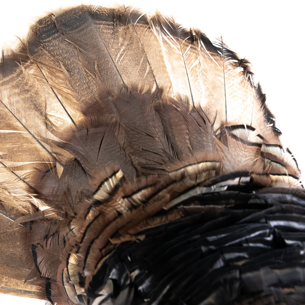 Full Strut Wild Turkey Taxidermy Mount