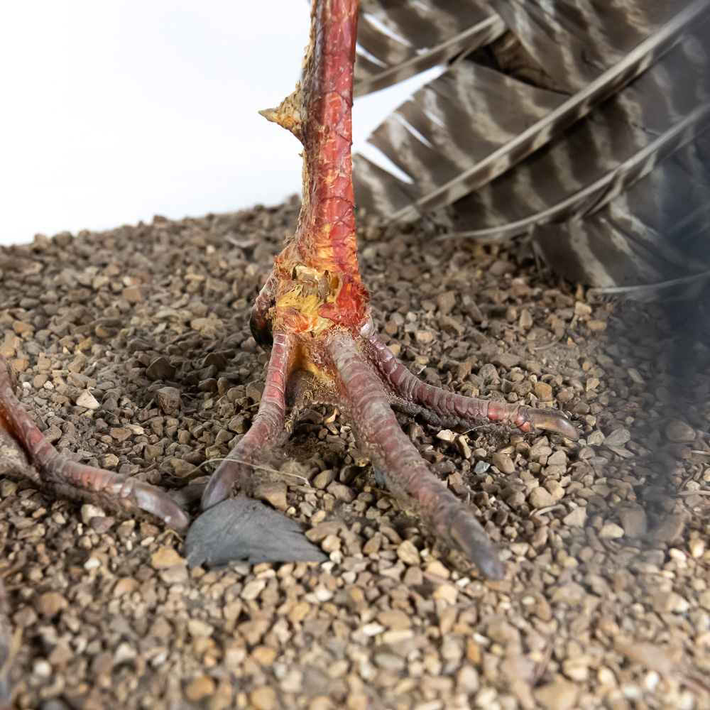 Full Strut Wild Turkey Taxidermy Mount