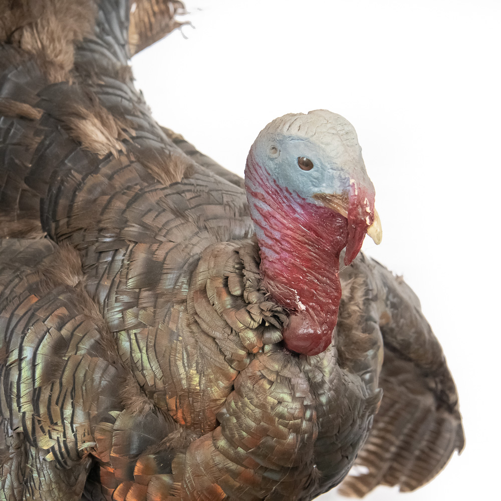 Full Strut Wild Turkey Taxidermy Mount