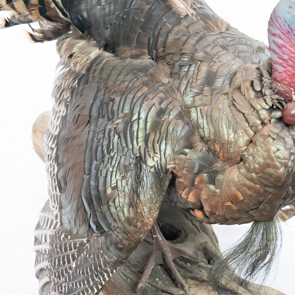 Full Strut Wild Turkey Taxidermy Mount