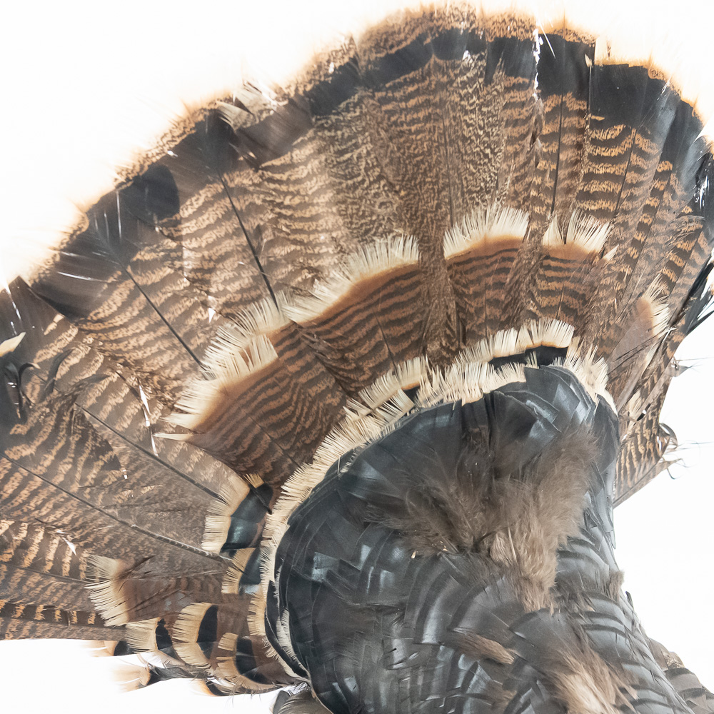 Full Strut Wild Turkey Taxidermy Mount