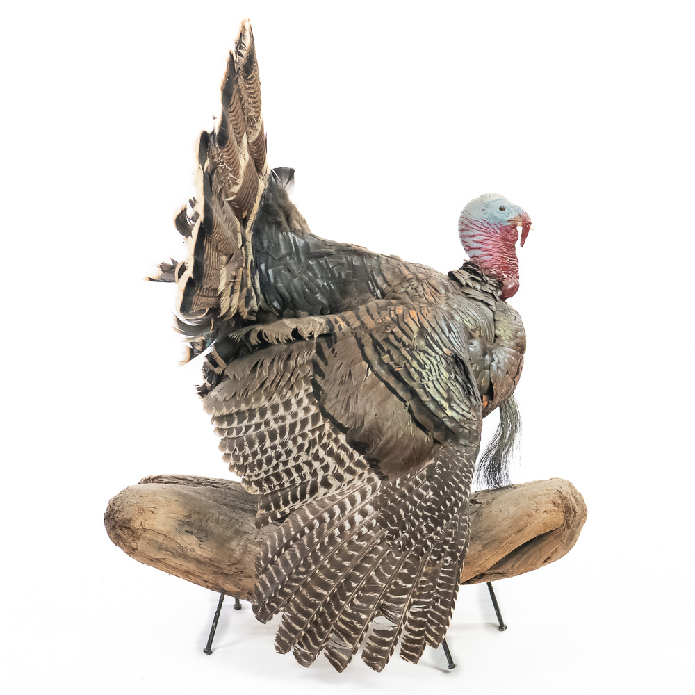 Full Strut Wild Turkey Taxidermy Mount