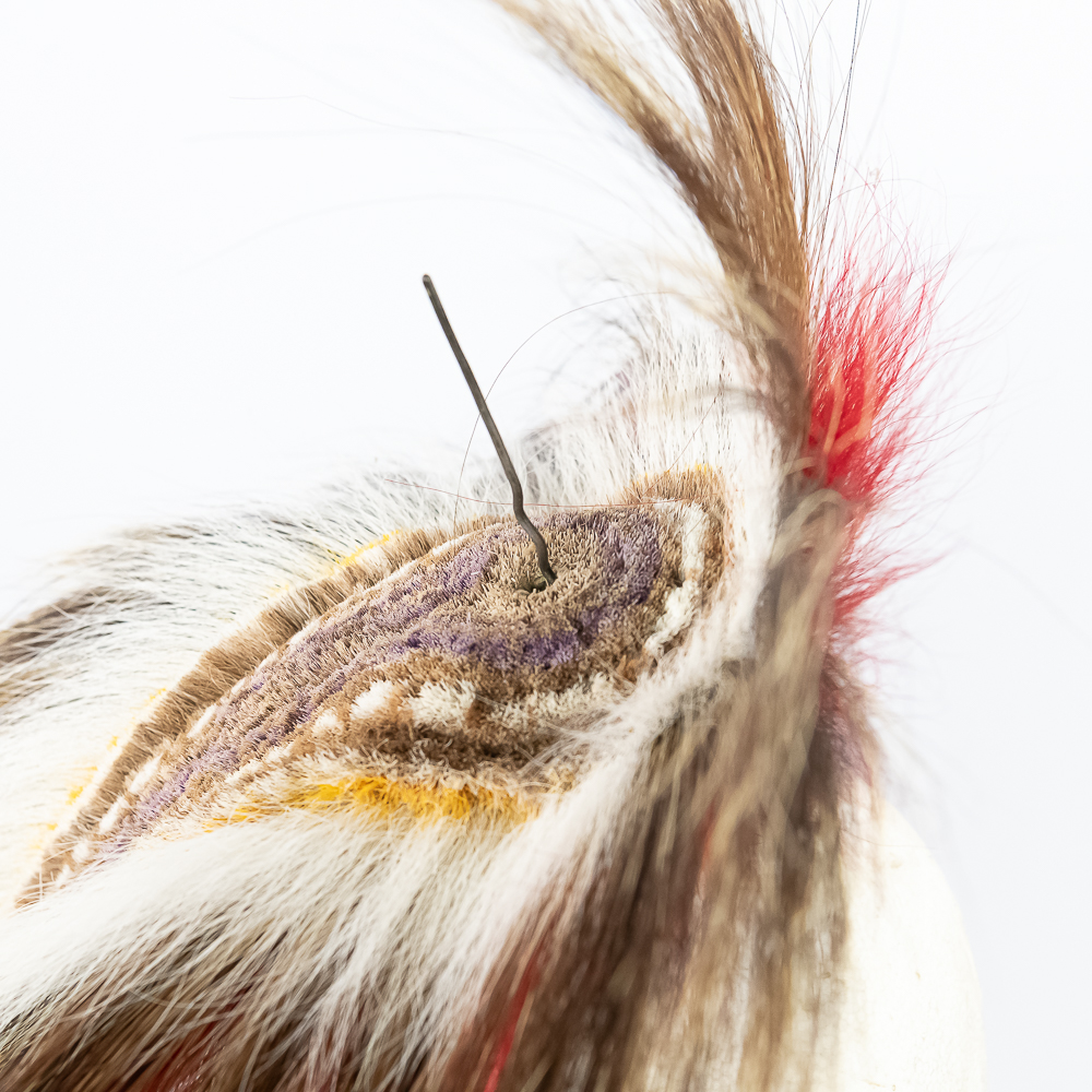 Northern Plains Roach w/Spreader
