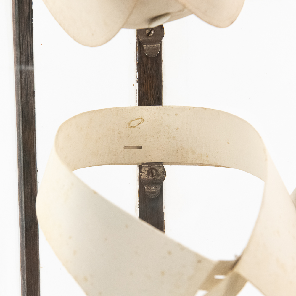 Vintage Lion Collars Display Case