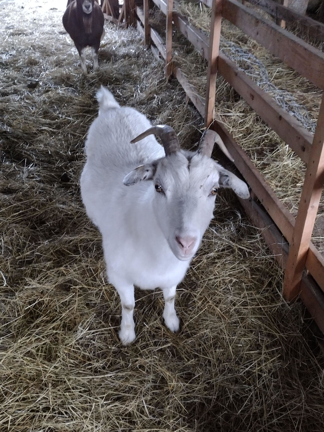Lot 633 2 Goats Easterly Auction Company Springfield Missouri