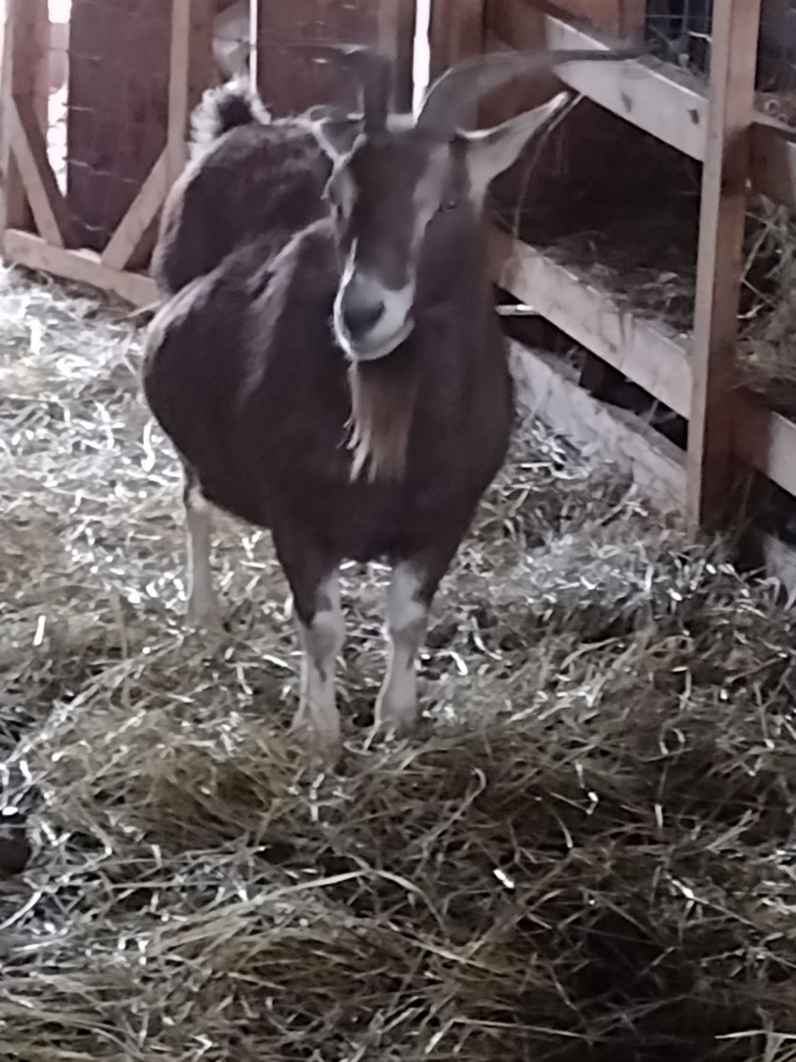 Lot 633 2 Goats Easterly Auction Company Springfield Missouri