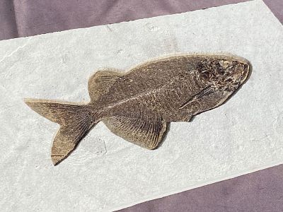 Fish, Fossil, Rock, Natural, Decor, Collectible, Specimen, Green River Formation,. Fossil Fish: 
