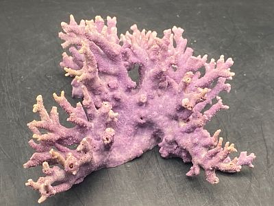 Coral, Seashell, Ocean, Beach, Natural, Decor, Collectible, Specimen. Purple Coral Allopora 