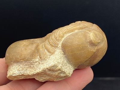 Trilobite, Fossil, Rock, Natural, Collectible, Specimen. Fossil Trilobite: Illaenus Crassicauda 