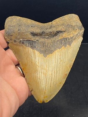 Shark, Fossil, Natural, Collectible, Specimen, Tooth, Megalodon. Fossil Shark Tooth: Megalodon 