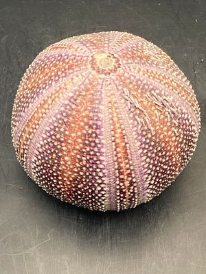 Urchin, Seashell, Ocean, Beach, Natural, Decor, Collectible, Specimen. Channel Urchin with Rare 