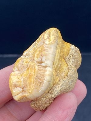 Cave Bear, Fossil, Natural, Collectible, Specimen, Tooth. Fossil Tooth: Cave Bear Urusus 