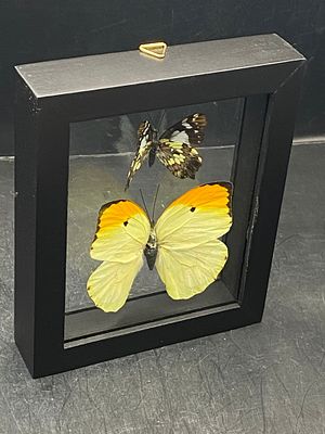 Butterfly, Natural, Decor, Collectible, Insect. Framed Butterflies 2 Species