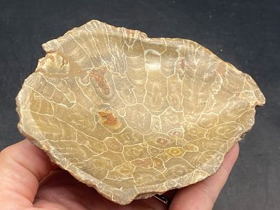 Fossil, Coral, Rock, Crystal, Natural, Decor, Collectible, Carving, Soap Dish. Fossil Coral Soap 