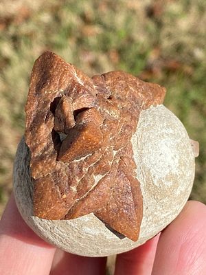 Rock, Crystal, Natural, Collectible, Mineral, Specimen. Glendonite in Matrix 3oz