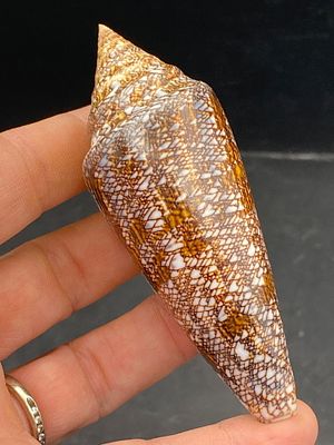 Seashell, Ocean, Beach, Natural, Decor, Collectible, Specimen. Seashell: Conus Gloriamaris