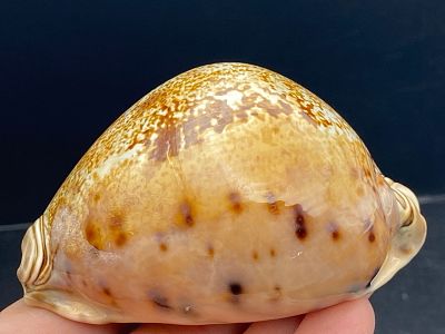 Seashell, Ocean, Beach, Natural, Decor, Collectible, Specimen. Seashell: Cypraea Valentia A-Grade