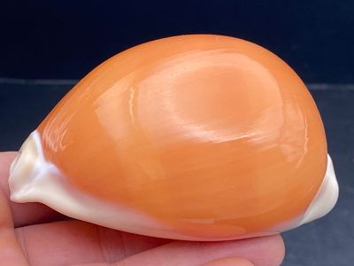 Seashell, Ocean, Beach, Natural, Decor, Collectible, Specimen. Seashell: Golden Cowrie A-Grade