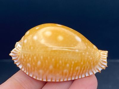 Seashell, Ocean, Beach, Natural, Decor, Collectible, Specimen. Seashell: Cypraea Guttata Museum 