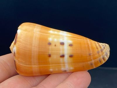 Seashell, Ocean, Beach, Natural, Decor, Collectible, Specimen. Seashell: Conus Barthelemyi 