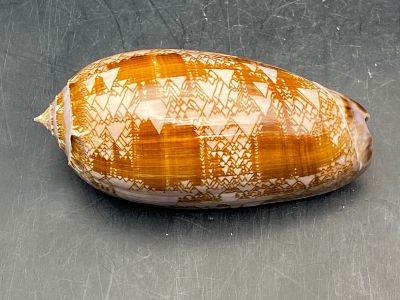 Seashell, Ocean, Beach, Natural, Decor, Collectible, Specimen. Seashell: Tent Olive Museum 