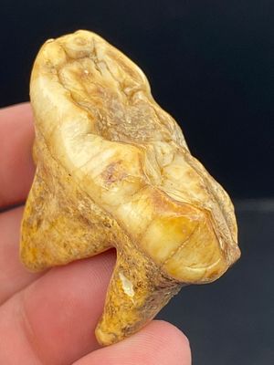 Cave Bear, Fossil, Natural, Collectible, Specimen, Tooth. Fossil Tooth: Cave Bear Urusus 