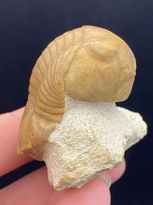 Trilobite, Fossil, Rock, Natural, Collectible, Specimen. Fossil Trilobite: Illaenus Sinuatus 