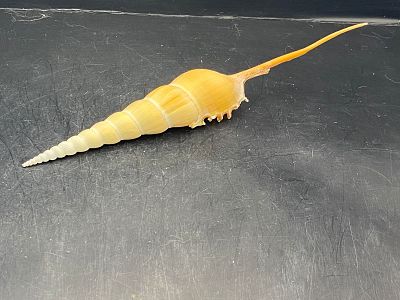 Seashell, Ocean, Beach, Natural, Decor, Collectible, Specimen. Seashell: Tibia Fusus