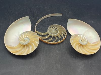 Seashell, Ocean, Beach, Natural, Decor, Collectible, Specimen. Seashell: Tri-Cut Nautilus Pompelius