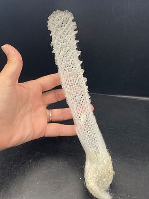 Glass Sponge, Seashell, Ocean, Beach, Natural, Decor, Collectible, Specimen. Glass Sponge "Venus 