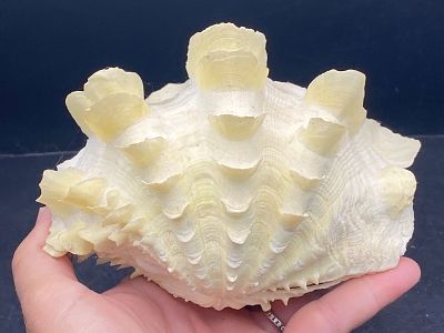 Seashell, Ocean, Beach, Natural, Decor, Collectible, Specimen. Seashell: Ruffle Clam