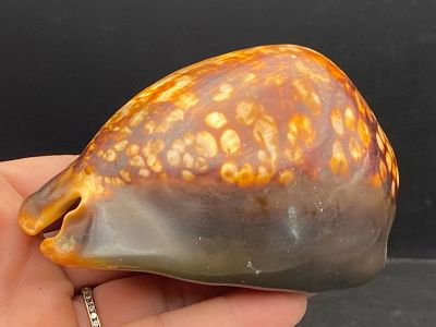 Seashell, Ocean, Beach, Natural, Decor, Collectible, Specimen. Seashell: Humpback Cowrie
