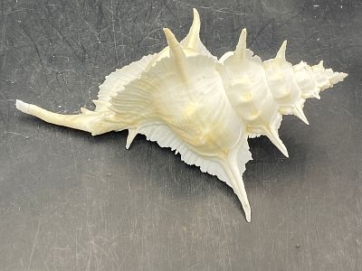 Seashell, Ocean, Beach, Natural, Decor, Collectible, Specimen. Seashell: Murex Alabaster with 