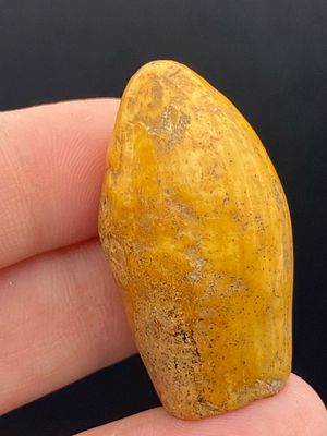 Artifact, Rock, History, Collectible, Tool,. Artifact: Arrow Tip Blunt Bone
