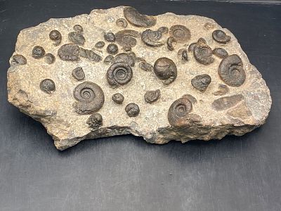 Ammonite, Fossil, Rock, Natural, Collectible, Specimen. Ammonites in Matrix Morocco 4lb 14oz