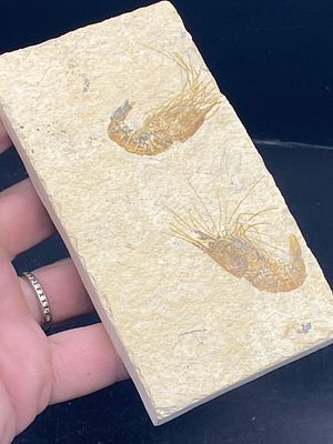 Shrimp, Fossil, Rock, Natural, Decor, Collectible, Specimen. 2 Fossil Shrimp: Carpoponeous Lebanon