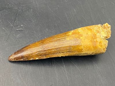 Dinosaur, Fossil, Natural, Collectible, Specimen, Tooth. Fossil Dinosaur Tooth: Spinosaur 2.6" 