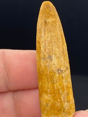 Dinosaur, Fossil, Natural, Collectible, Specimen, Tooth. Fossil Dinosaur Tooth: Rebbachisaurus 